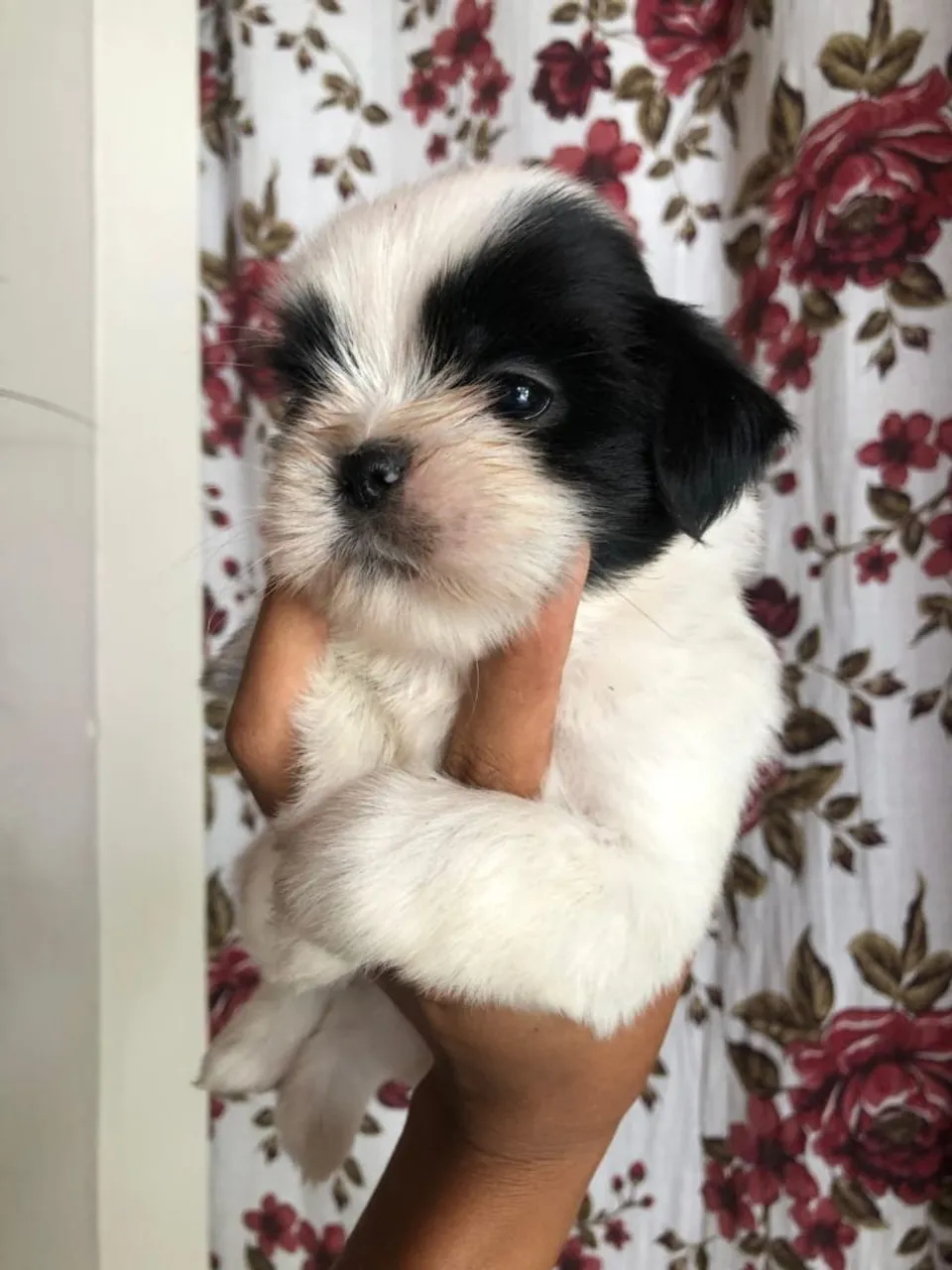 Filhote Shih Tzu Macho