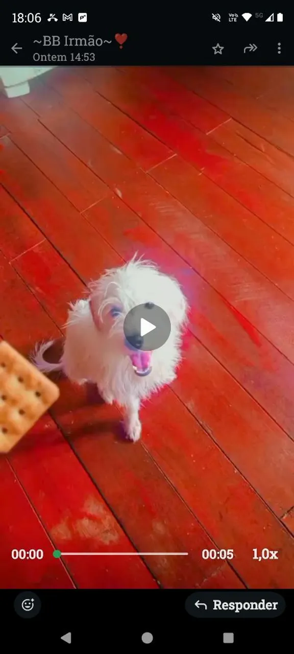 Filhote de cachorro fofo e brincalhão