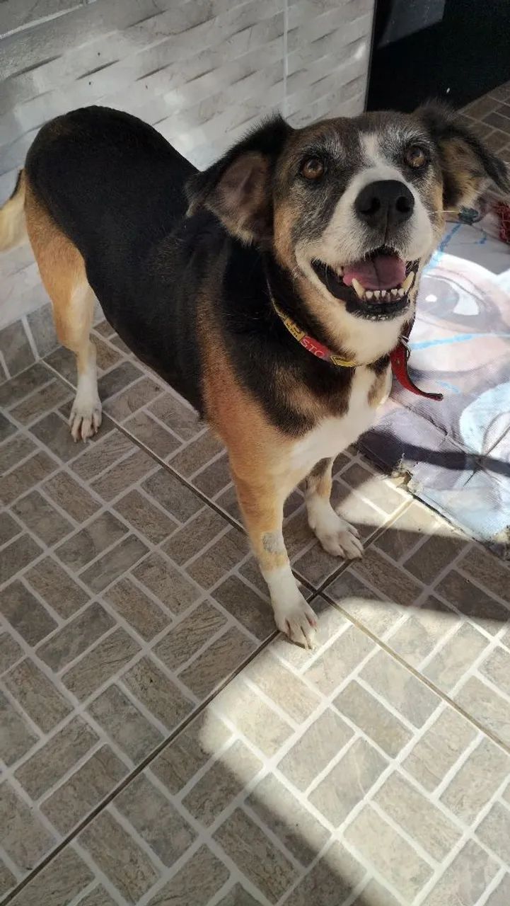 Mel para doação  - Foto 3