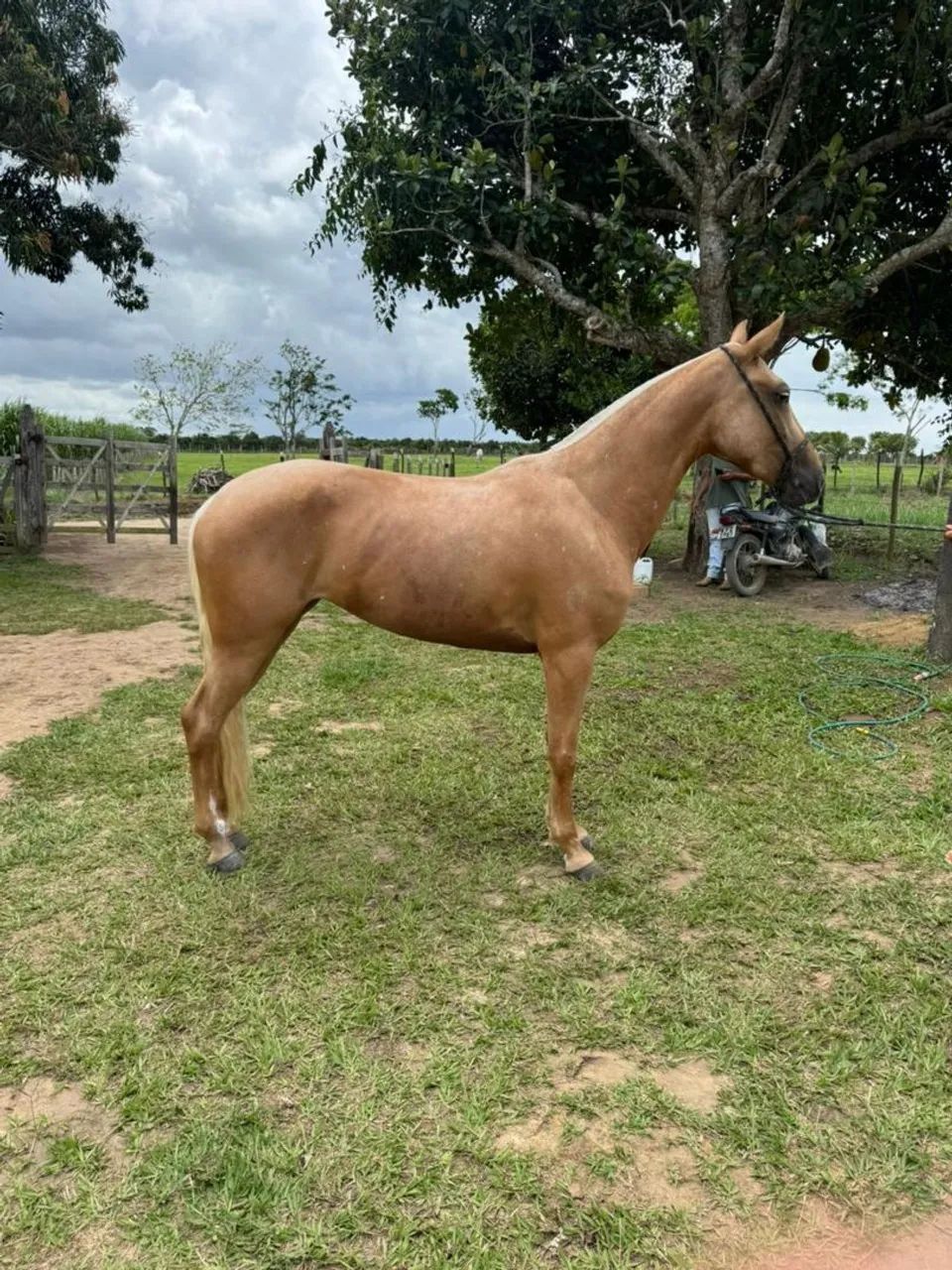 Vendo éguas marcha PICADA muito marchadeiras em até 30 parcelas 