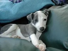 Venda de Galgo Italiano Bicolor