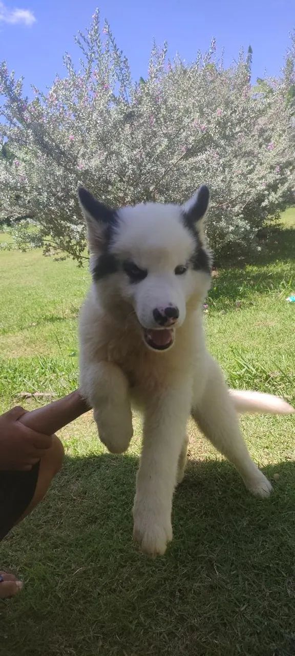 Husky Siberiano - Filhotes lindos  - Foto 3