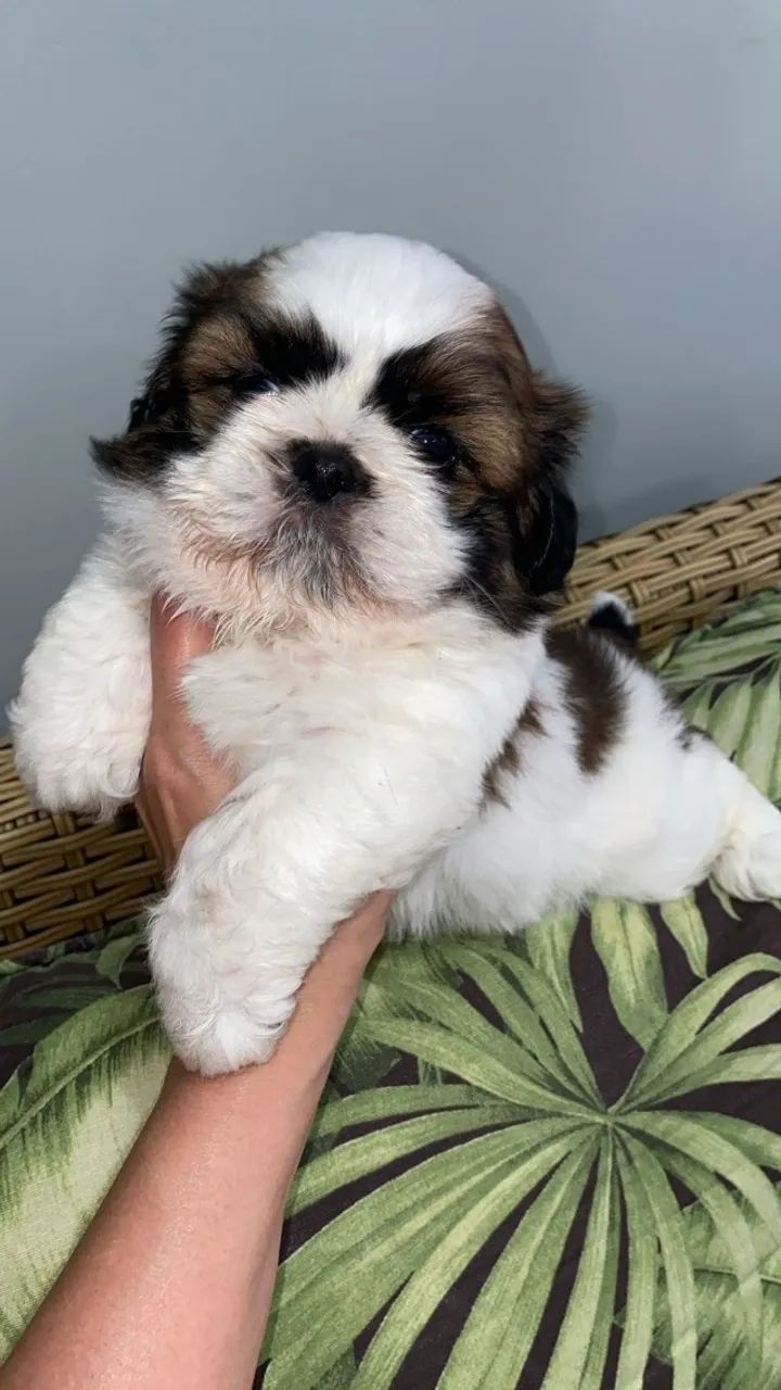 Lhasa Apso Lealdade e Personalidade Únicas!