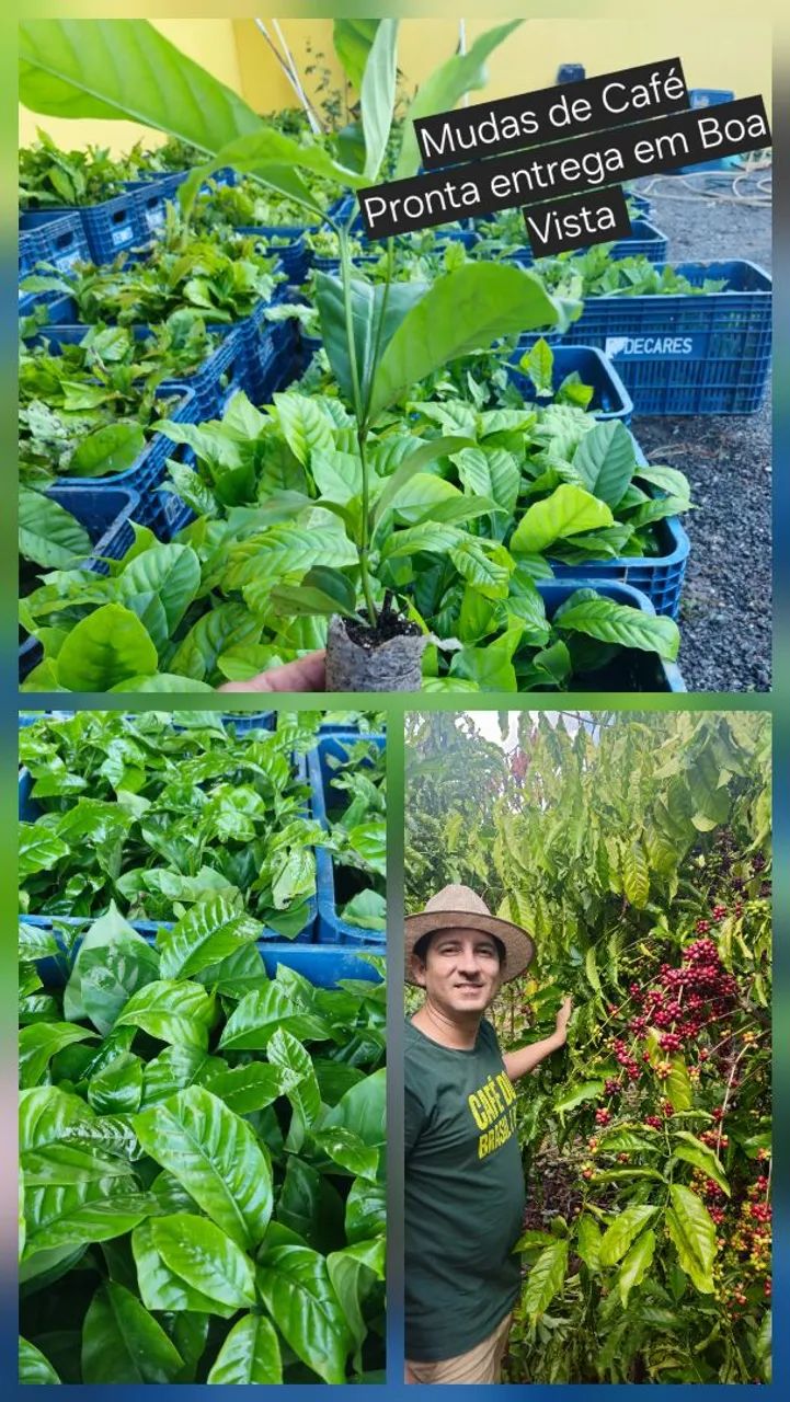 Muda de Café - Em Roraima - Foto 2