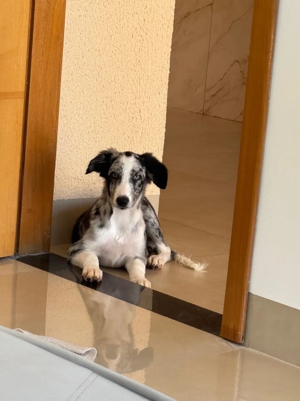 BORDER COLLIE  - Foto 3