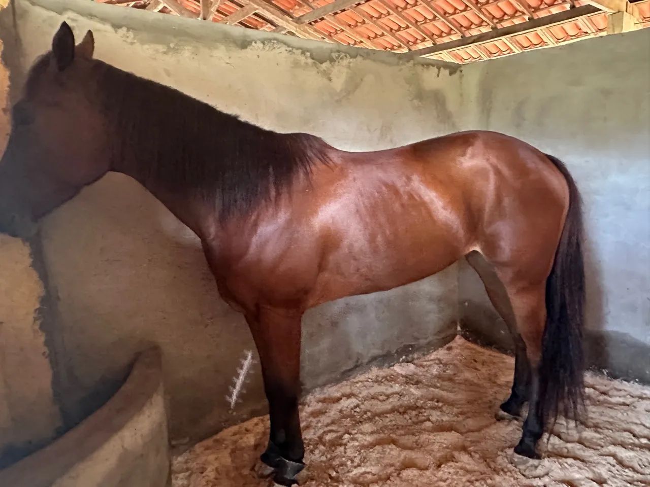 Égua Qm Po  - Foto 3
