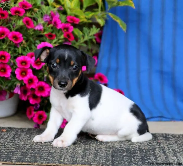"Com um Jack Russell Terrier, a diversão nunca acaba! Filhotes prontos para fazer sua vida