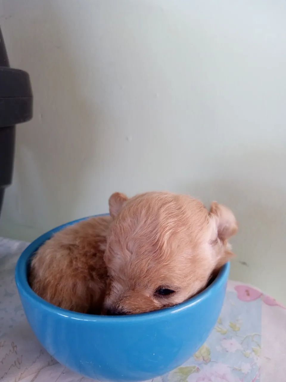 Filhote de Poodle Mini Toy - Fofo e Charmoso! - Foto 3