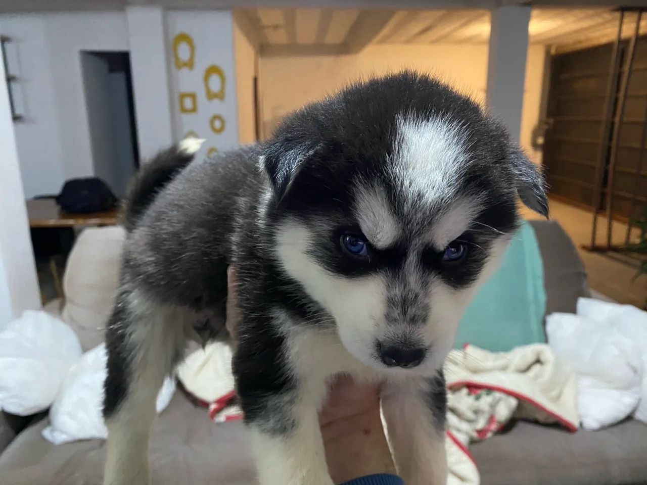 Filhote de Husky Siberiano com olhos azuis - Foto 4