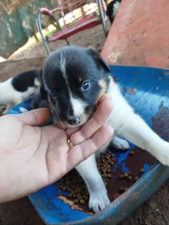 Vende se filhote de border collie 