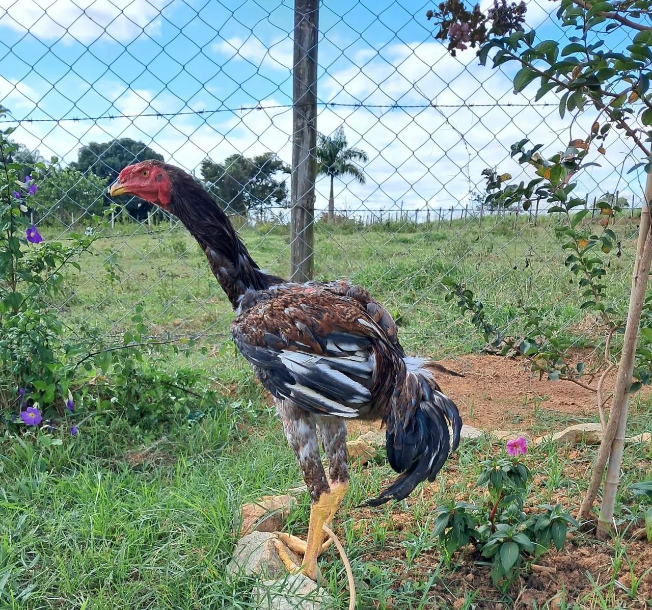 Galo de raça ornamental. - Foto 2