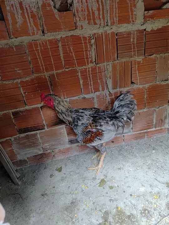Galo bonito e saudável para venda - Foto 2