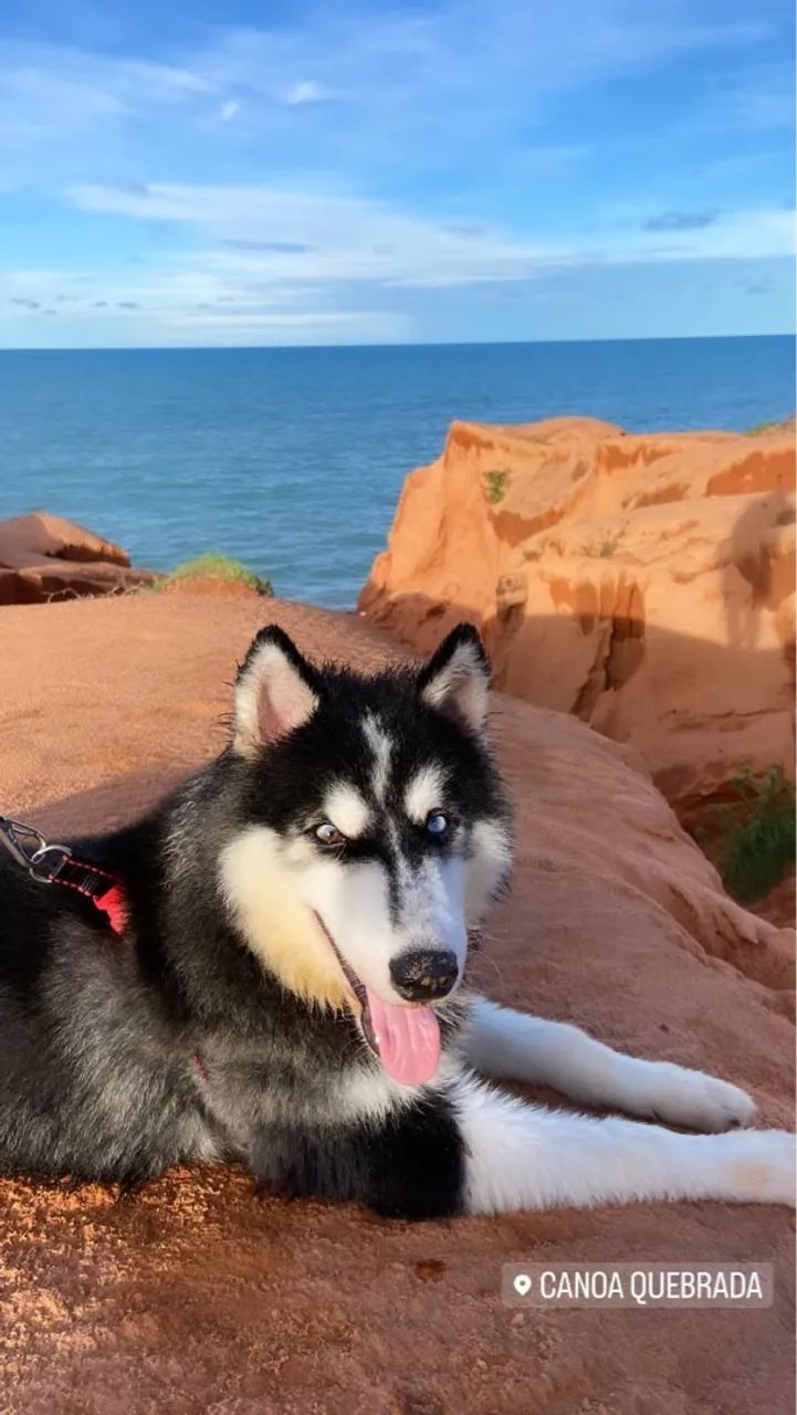 Husky Siberiano para adoção - Foto 3