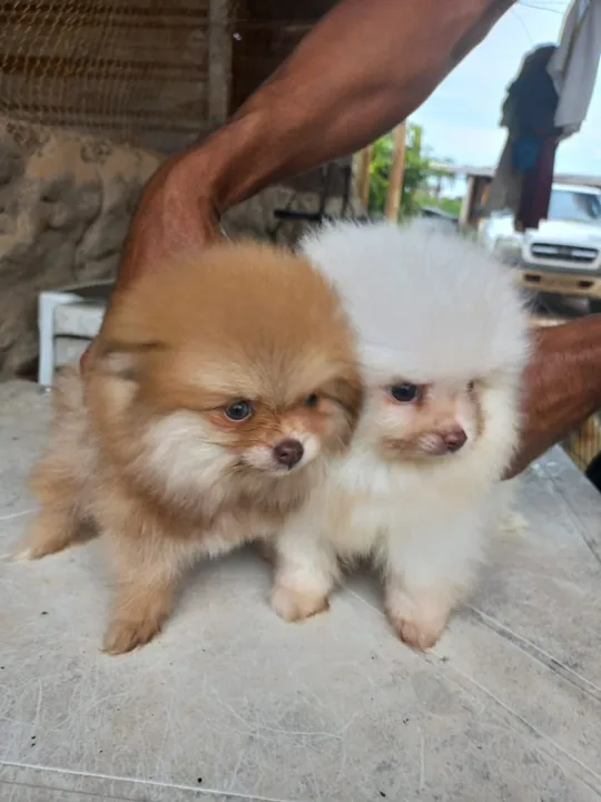 Filhotes de Spitz Alemão Anão, Lulu da Pomerania