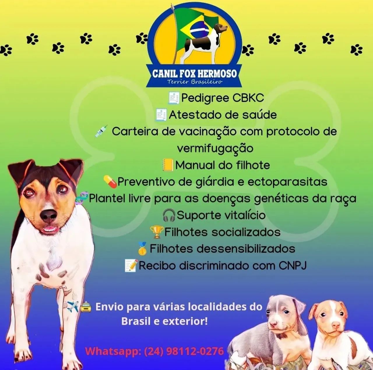 Filhote fêmea de Terrier Brasileiro (Fox Paulistinha) - Foto 2