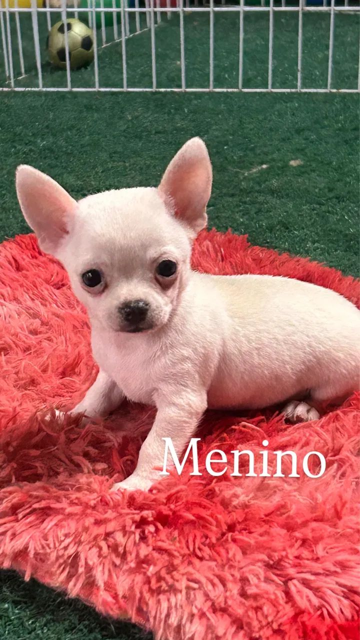 Chihuahua entrega imediata 