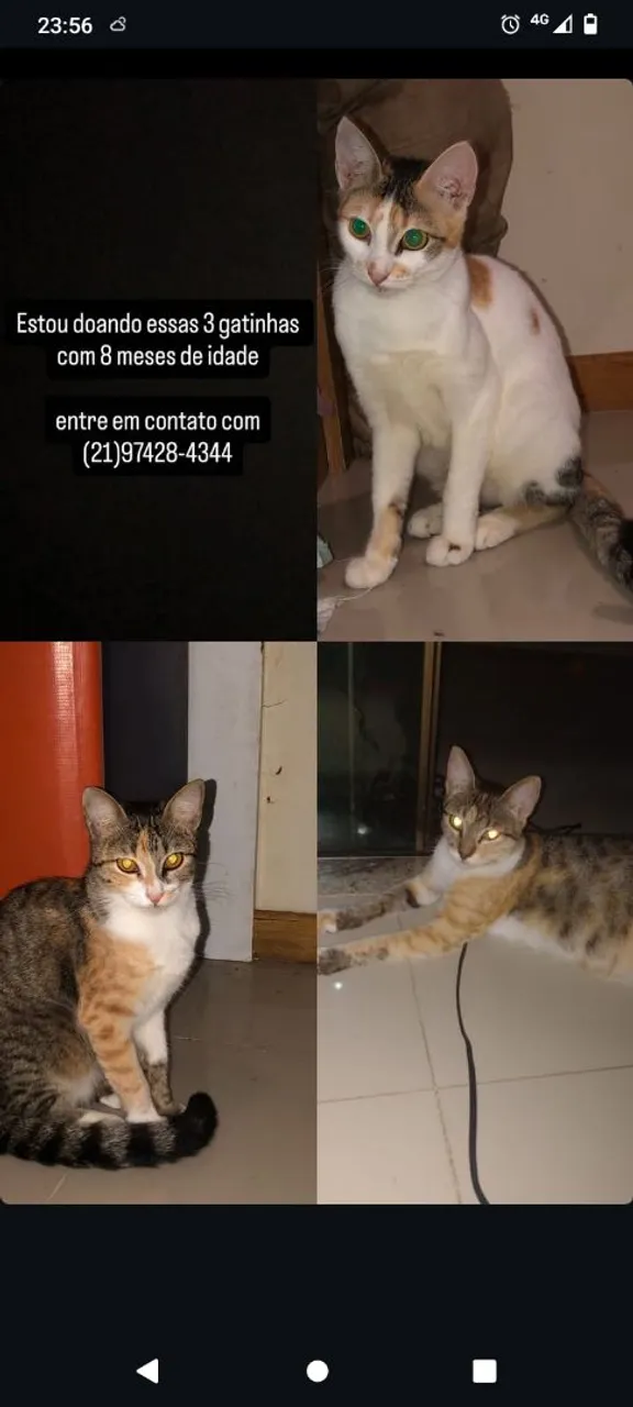3 gatinhas fofas para adoção