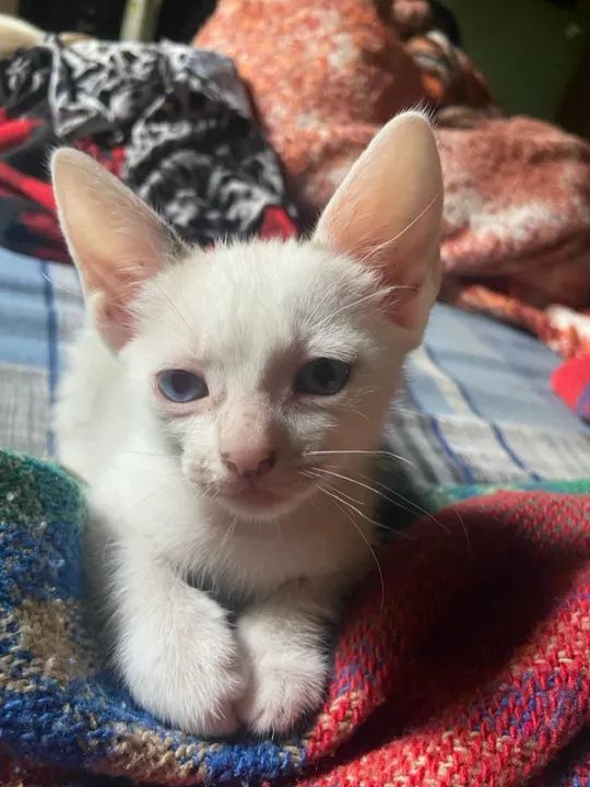 Gatinhas preta e branca lindas para adoção - Foto 2