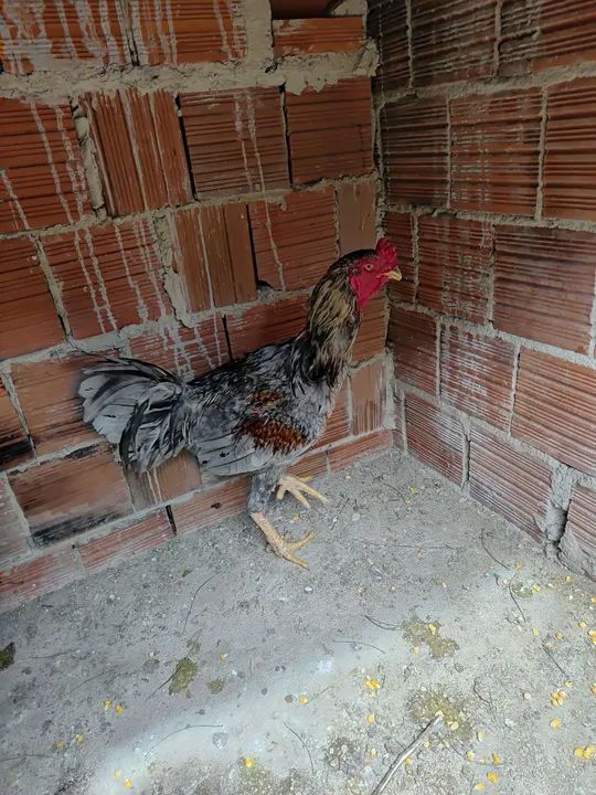 Galo bonito e saudável para venda - Foto 3