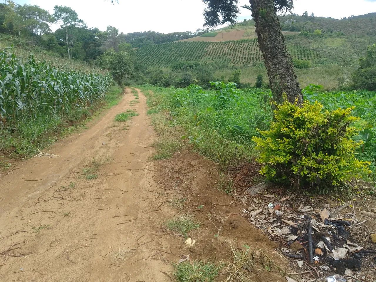 Sítio pedras azul 4 alqueires  - Foto 12