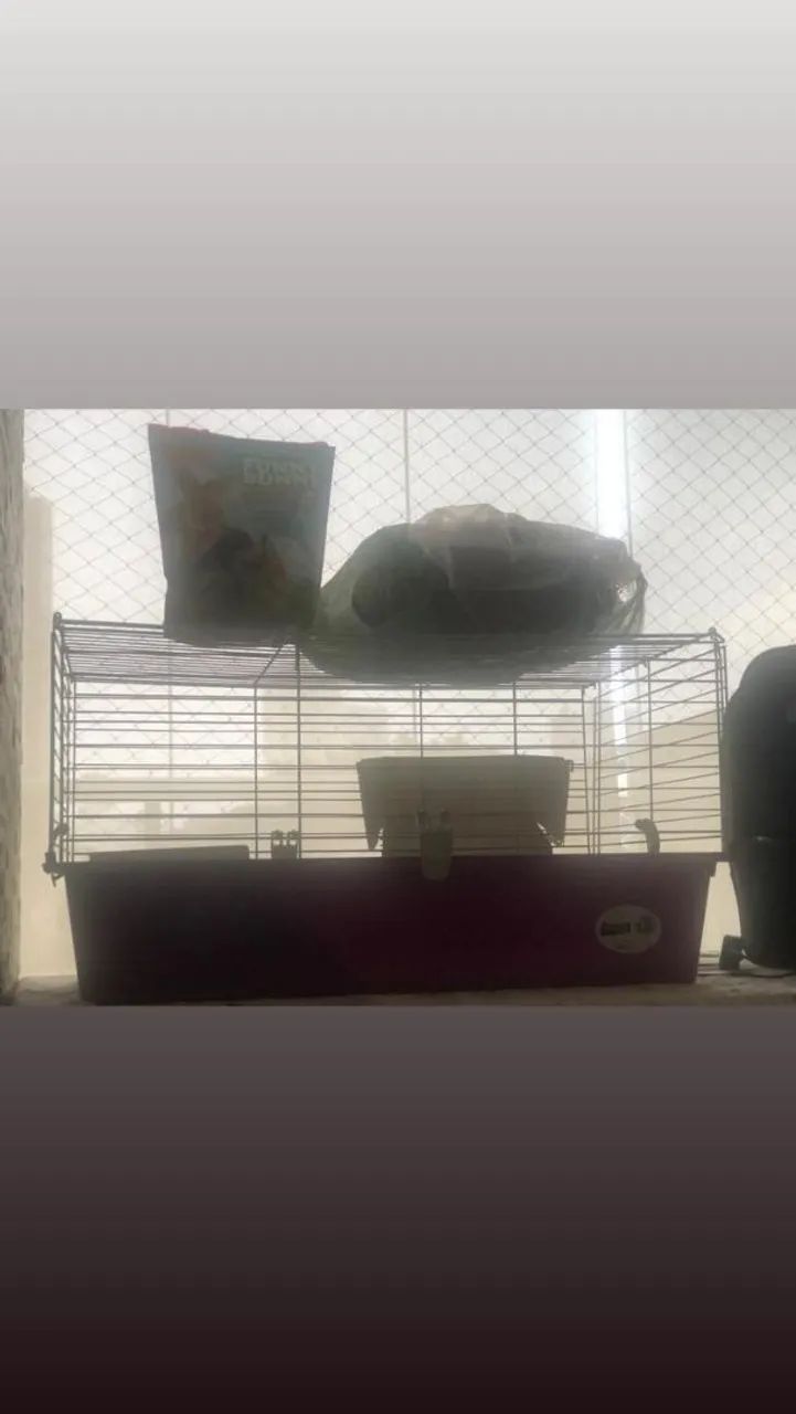 Gaiola porquinho da Índia Usada - Foto 4