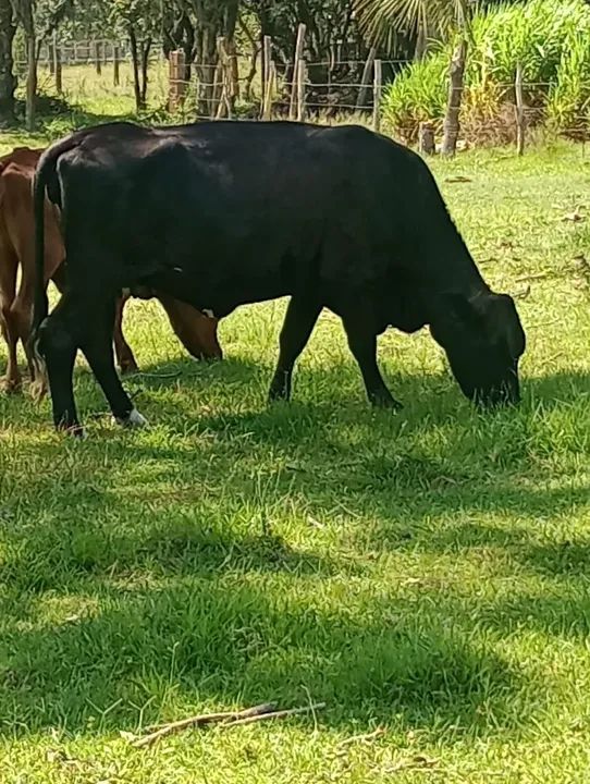 Vendo vaca mansa de corda 