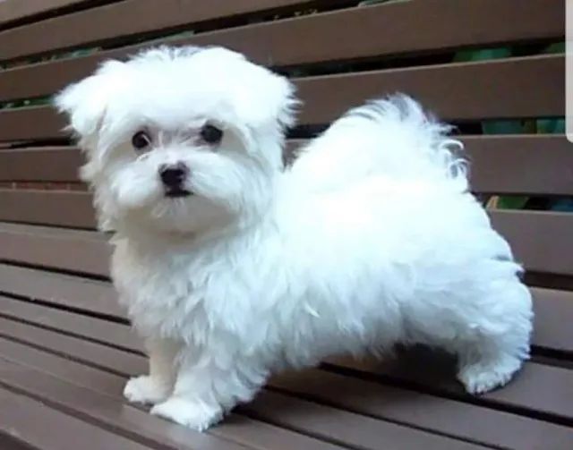 Maltês tamanho micro e padrão, com garantias e suporte veterinário de maneira gratuita! - Foto 3