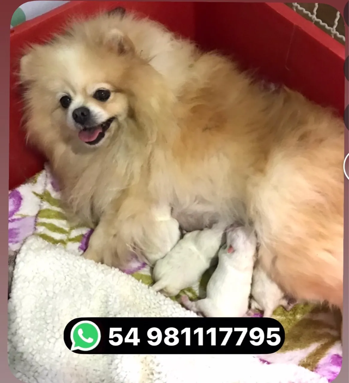Lindos filhotes de spitz alemão