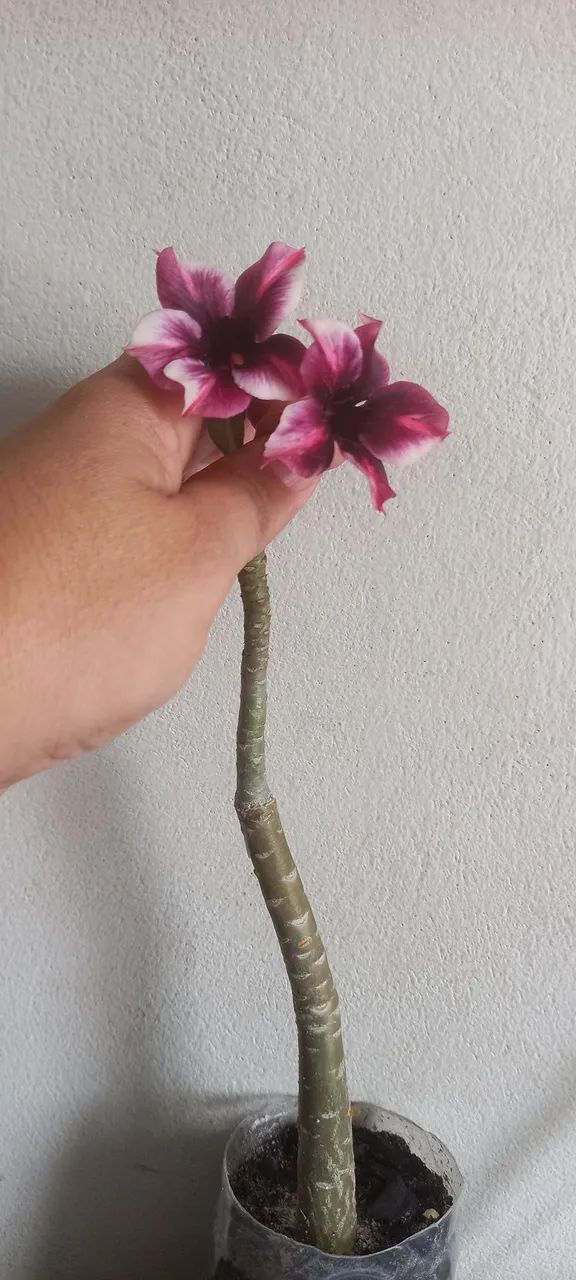 Rosa d d buque e perfumada(d galho)30 cm - Foto 2