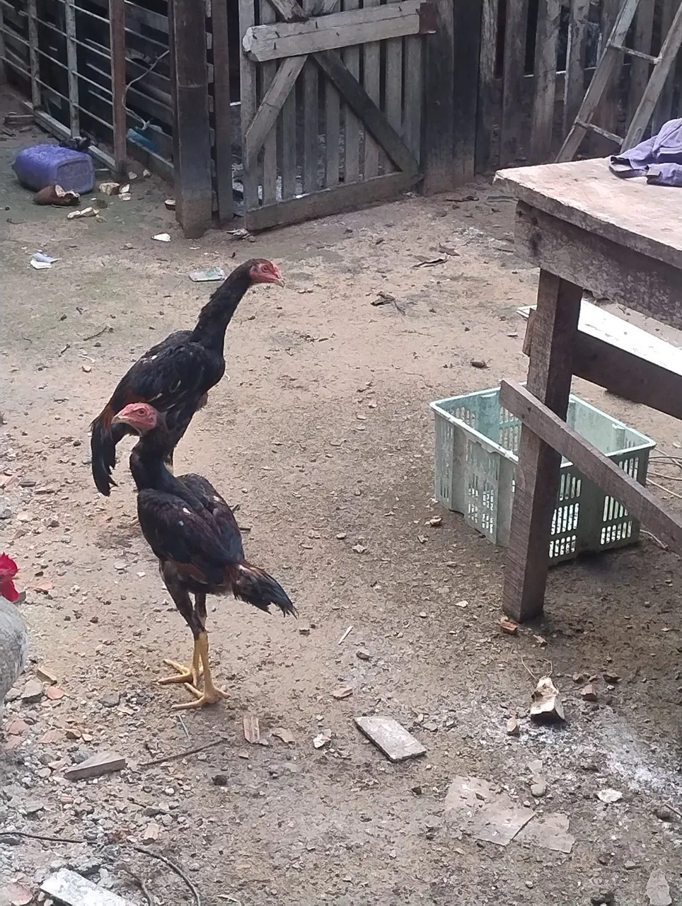 Frango carioca