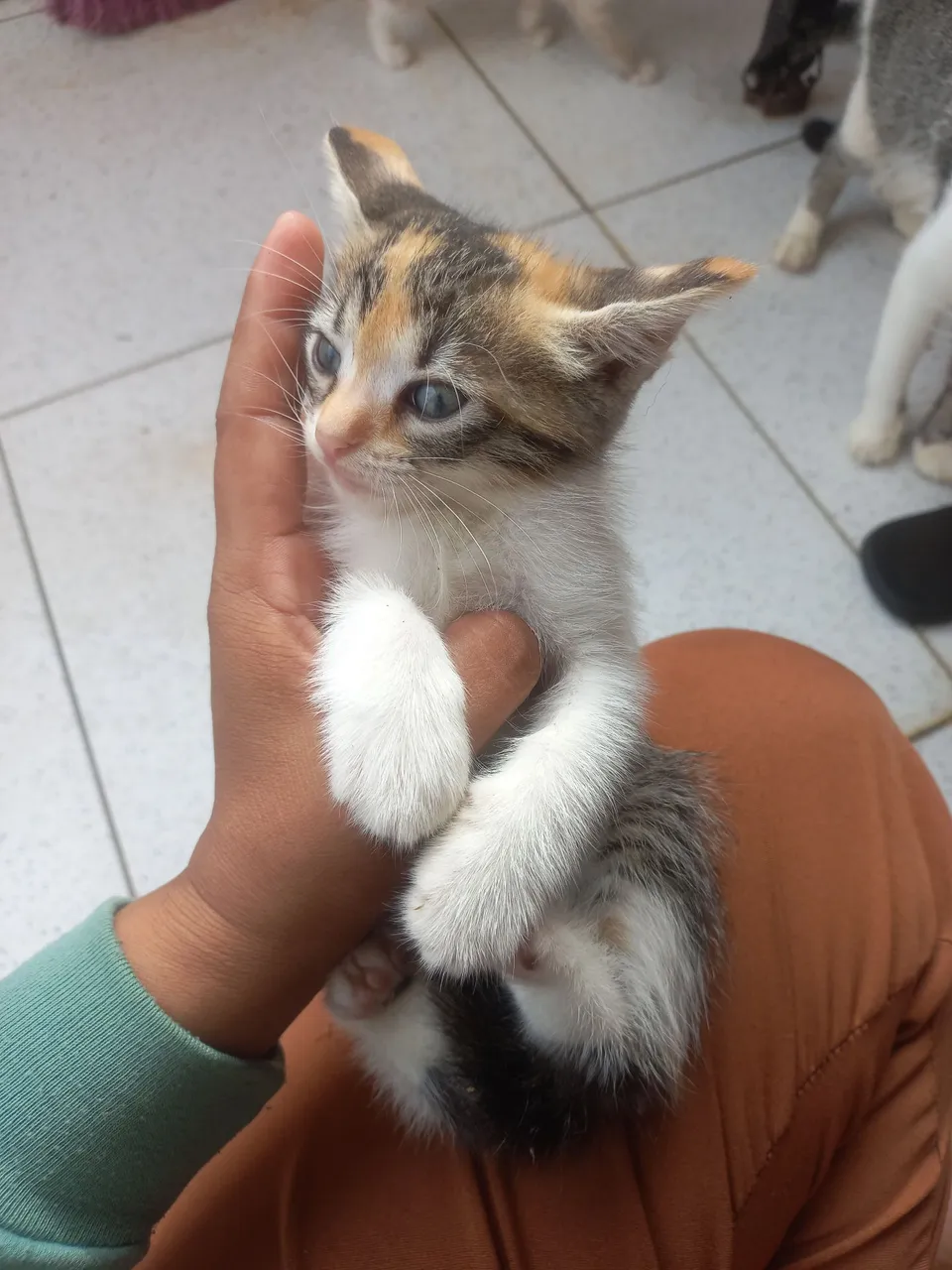 Gatinho filhote tricolor para adoção