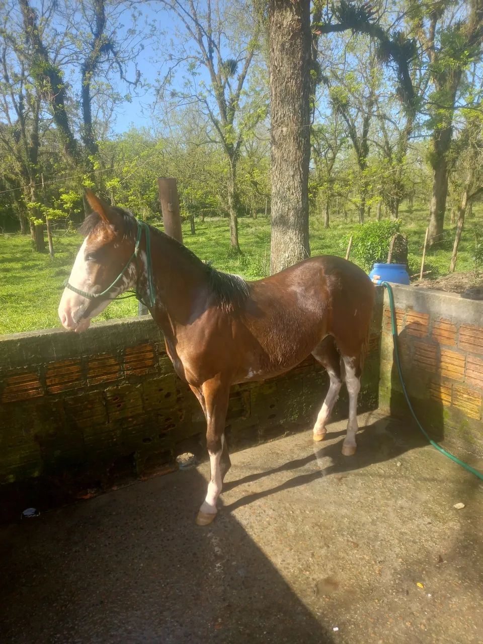 Potranca oveira colorada 