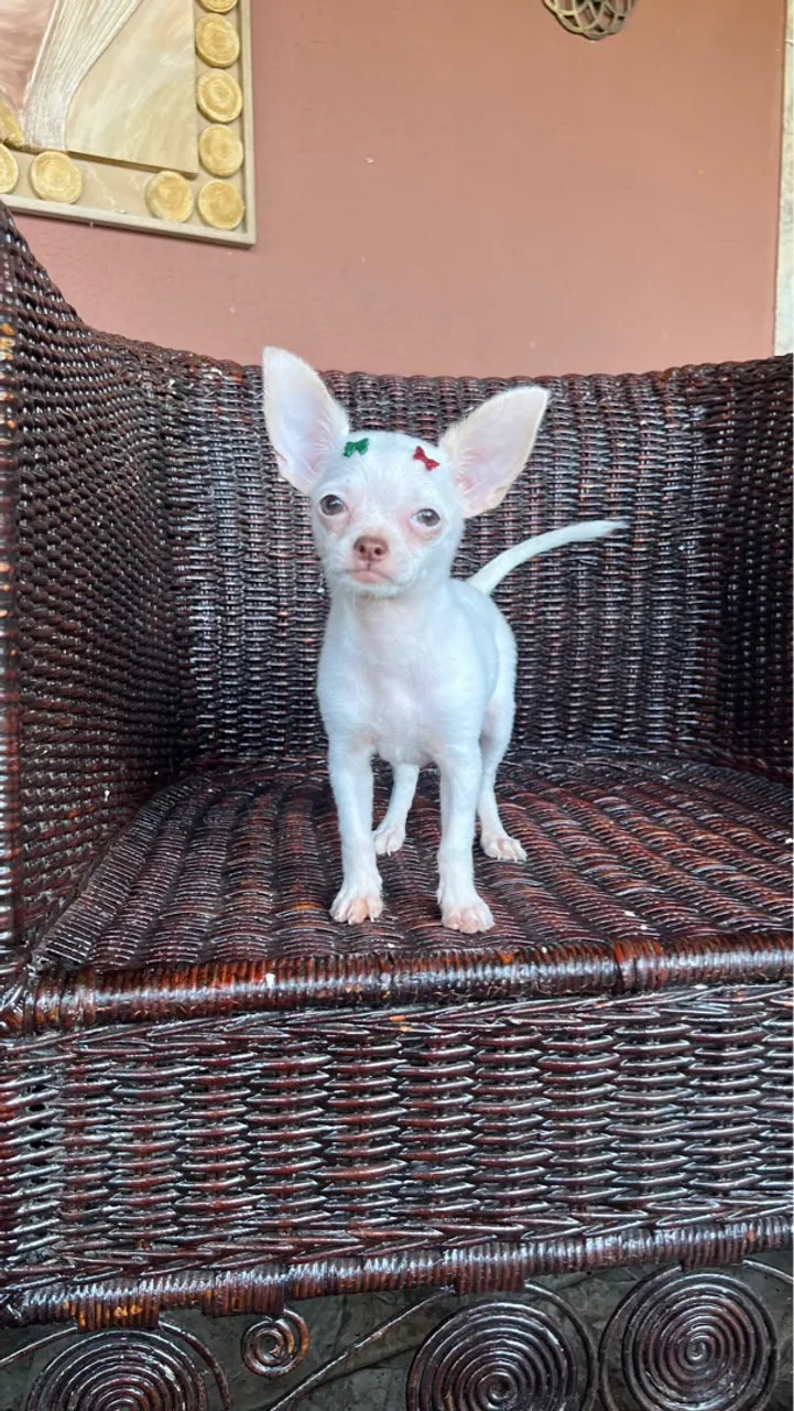Poodle, Pinscher, salsicha, chihuahua, Staffordshire