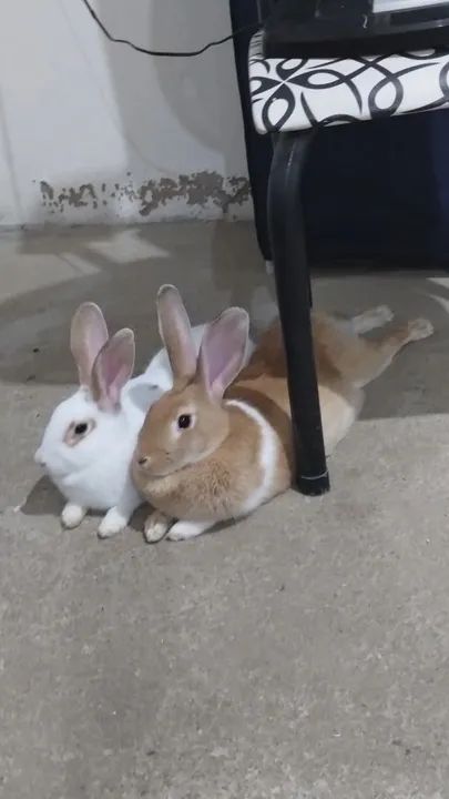 Duas coelha 