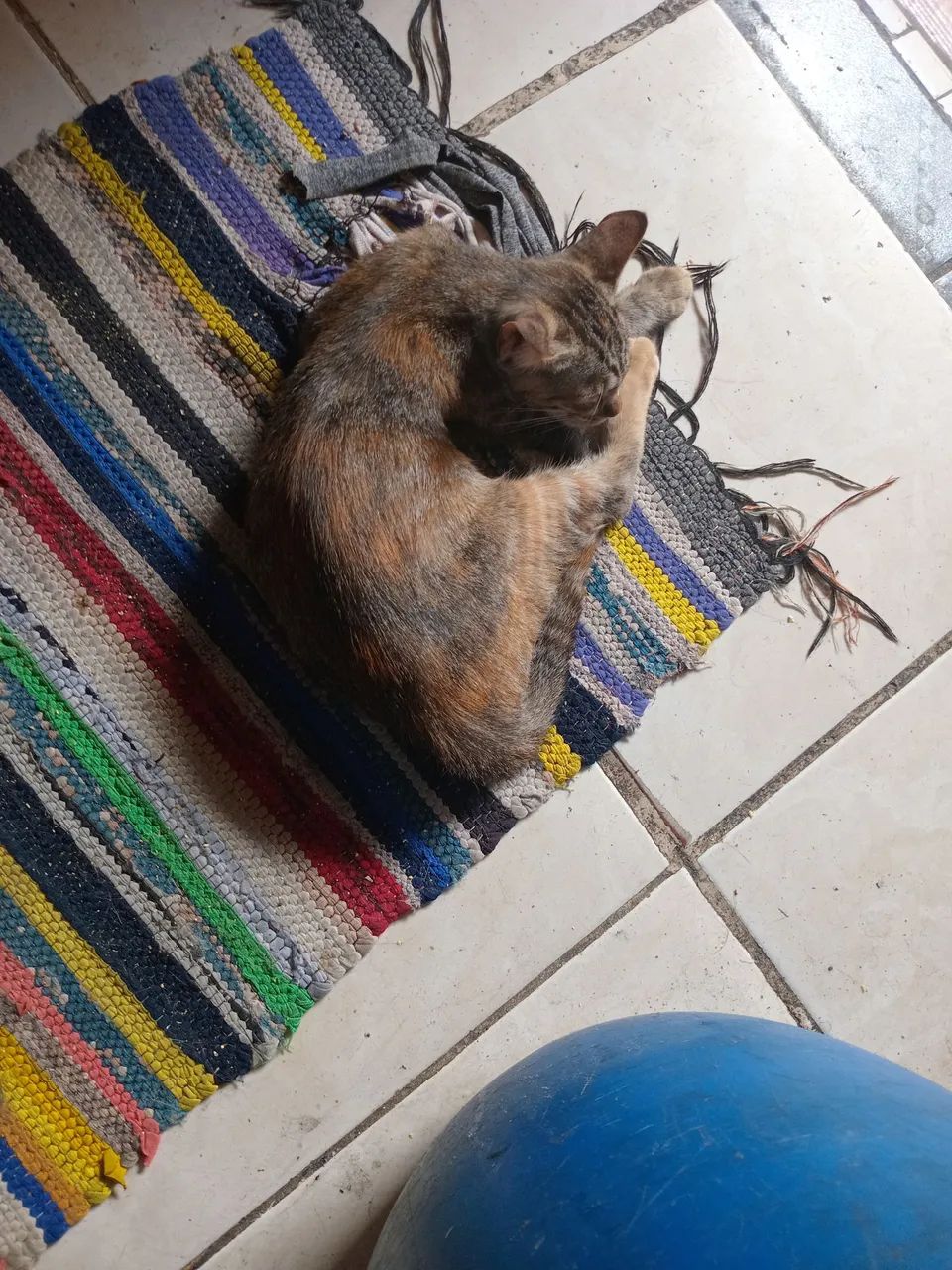 Doa se gatos  - Foto 3