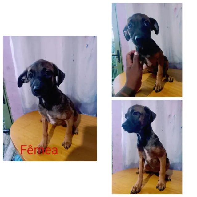 Doação de filhotes de cachorro - Foto 4