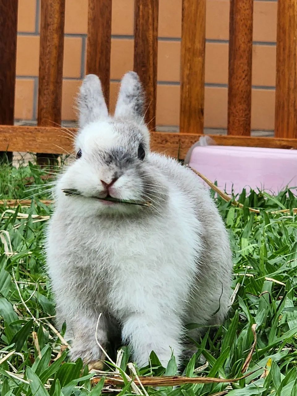 Mini Coelho Netherland sc - Foto 6