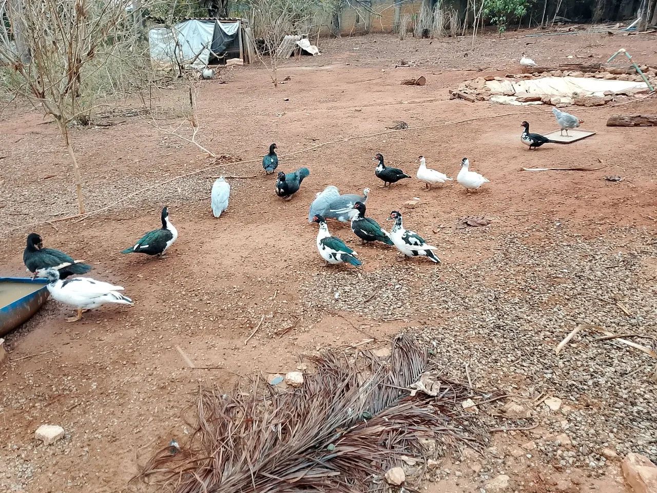 Vendo patos e galinhas. - Foto 3