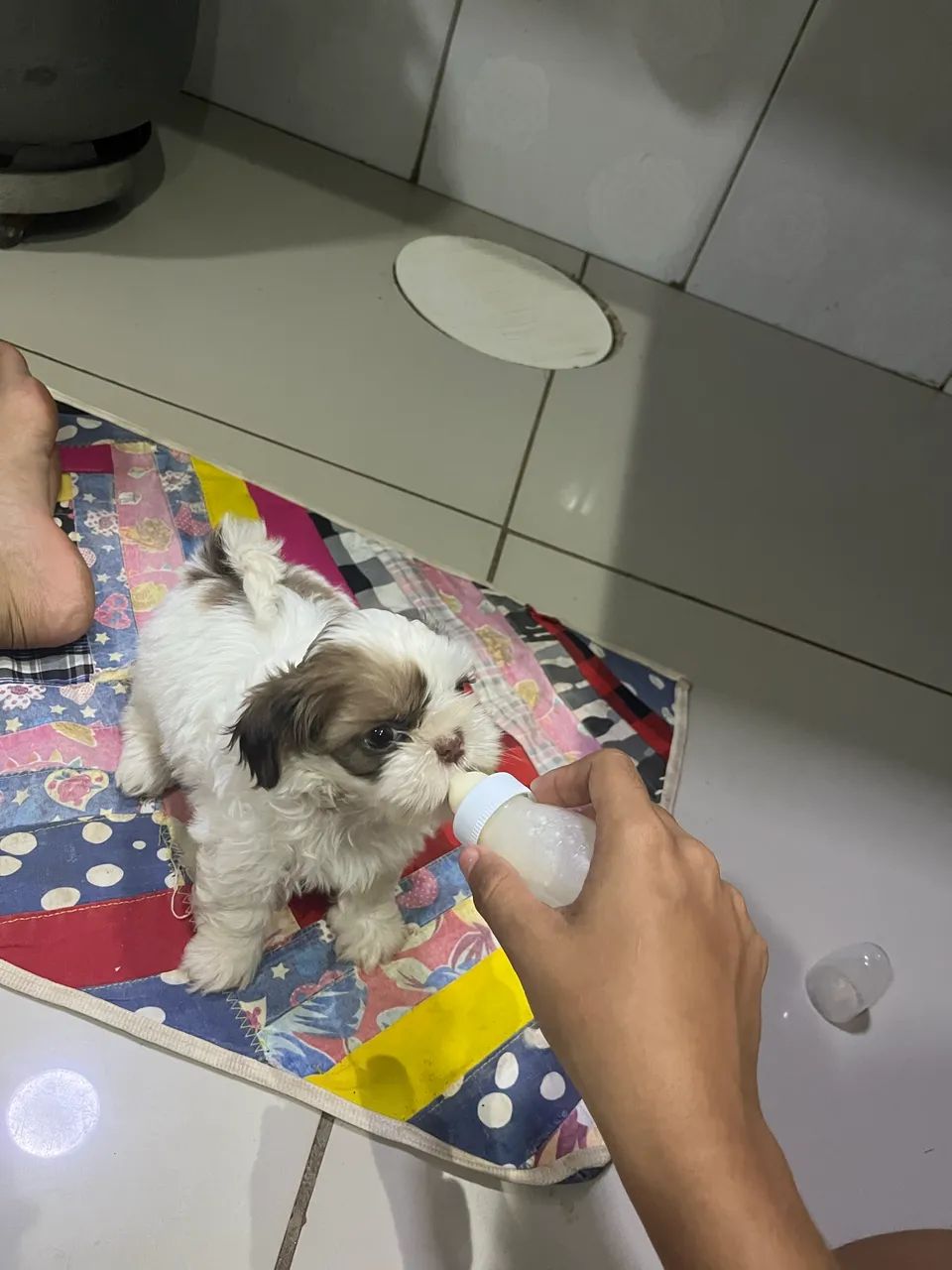 Shih-tzu - Foto 5