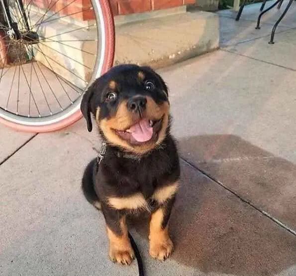 Filhote , O amor verdadeiro tem quatro patas e um coração gigante!