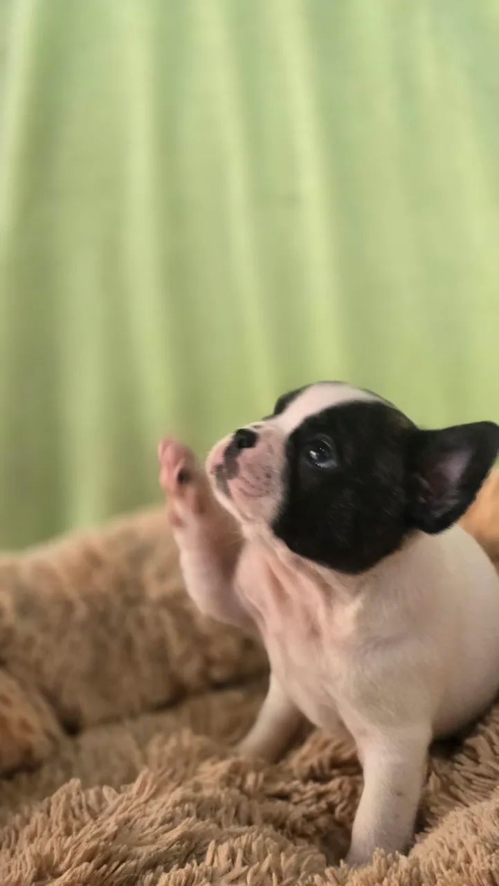 Bulldog francês  - Foto 3