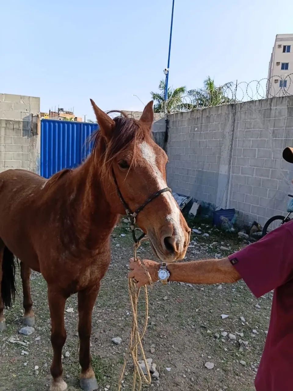 Cavalo 