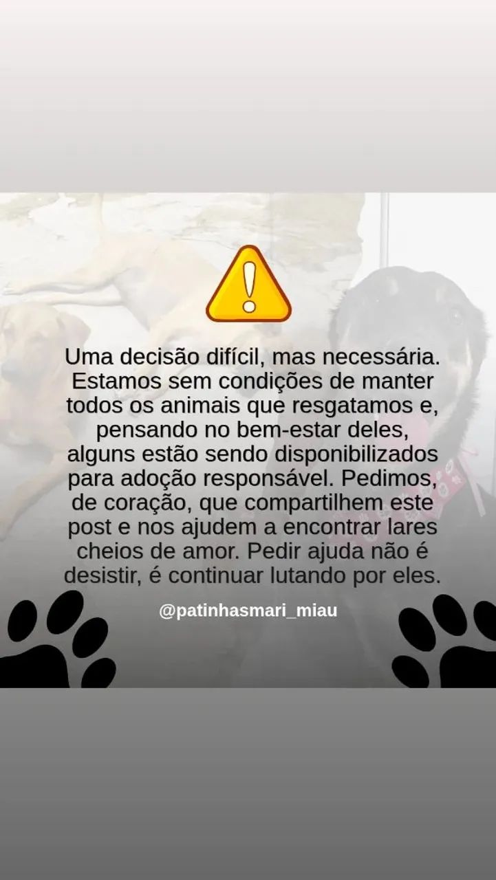 ADOÇAO RESPONSÁVEL - Foto 3