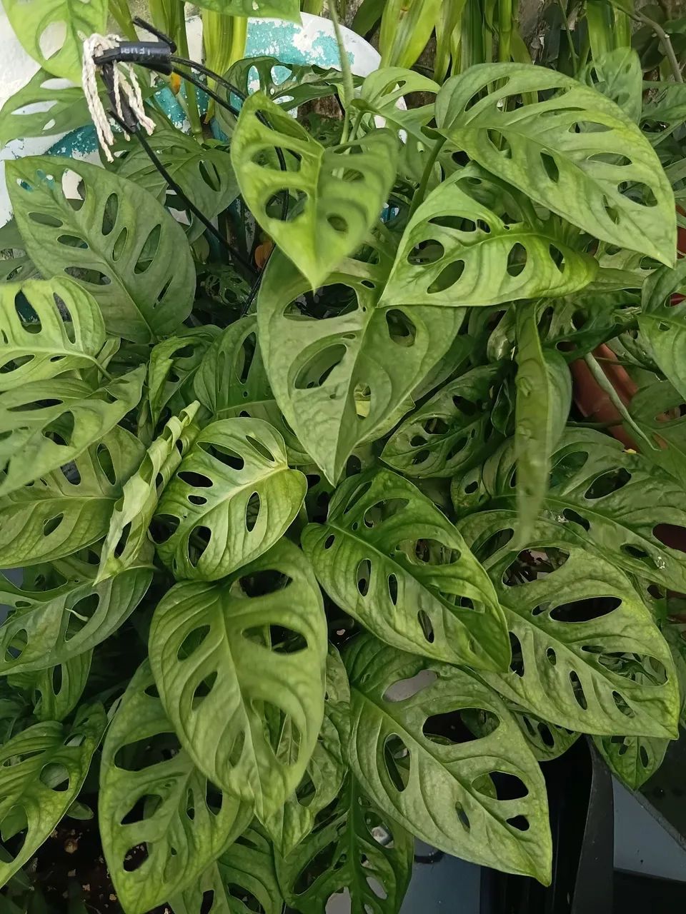 Temos plantas - Foto 5