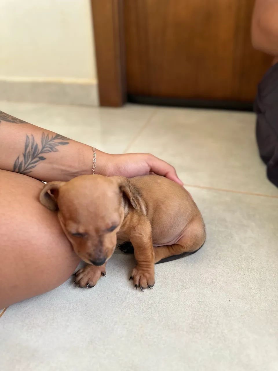 Basset Dachshund  - Foto 6