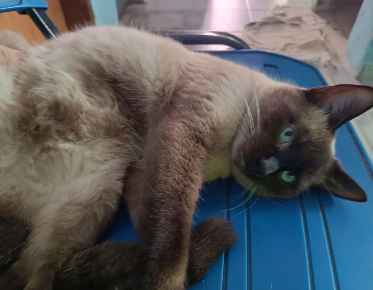 Doação de animais,gatos ,2 macho e 1 fêmea  - Foto 3