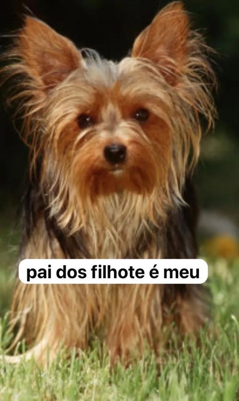 yorkshire terrier  - Foto 2