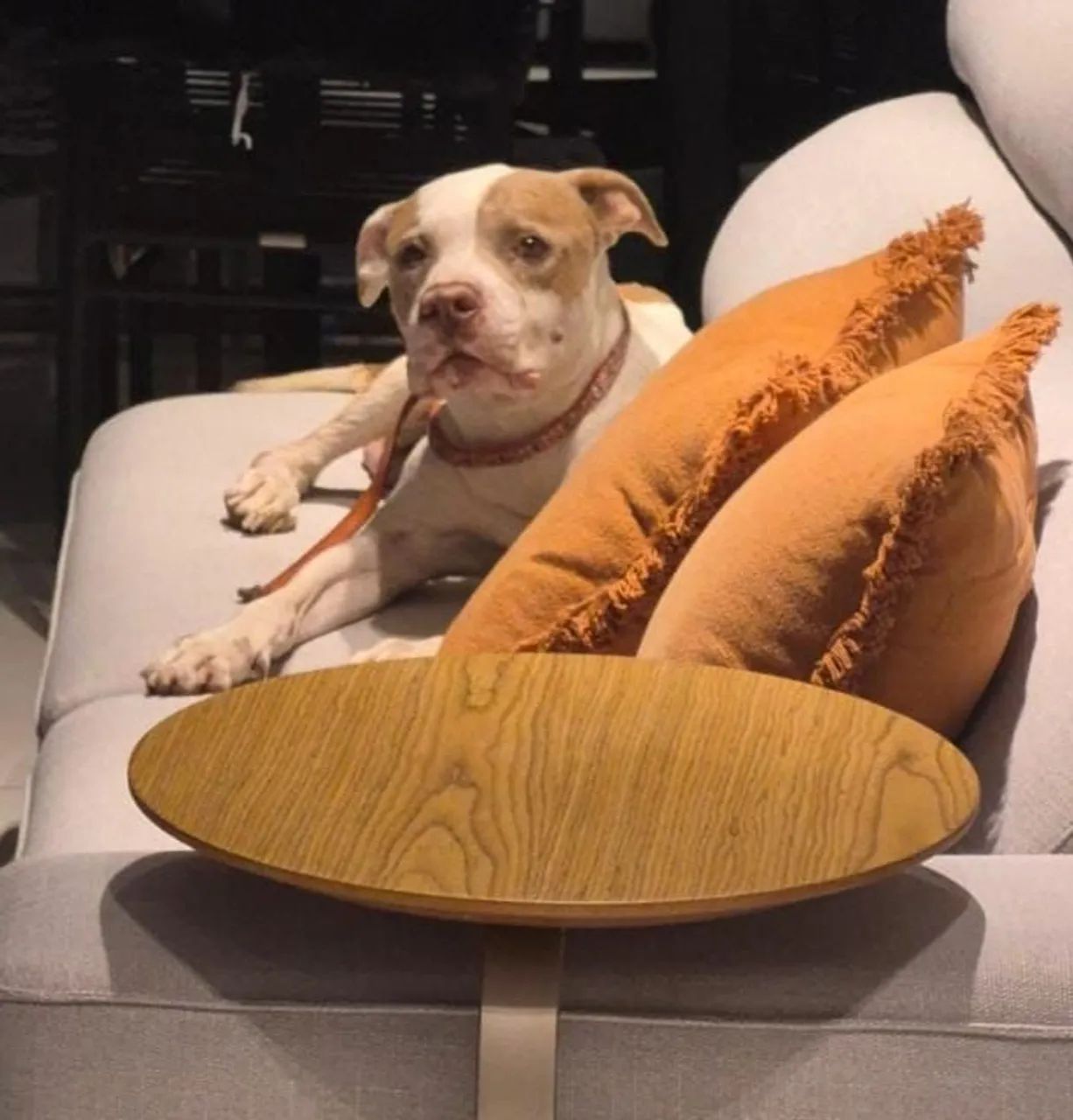 Cachorro Pitbull para adoção responsável  - Foto 5