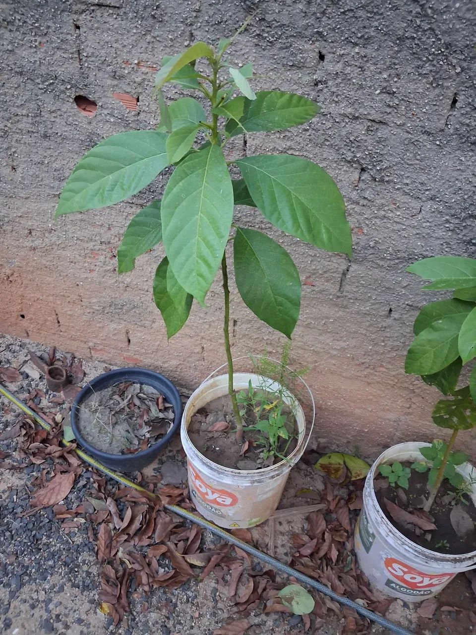 Muda de abaca - Foto 2