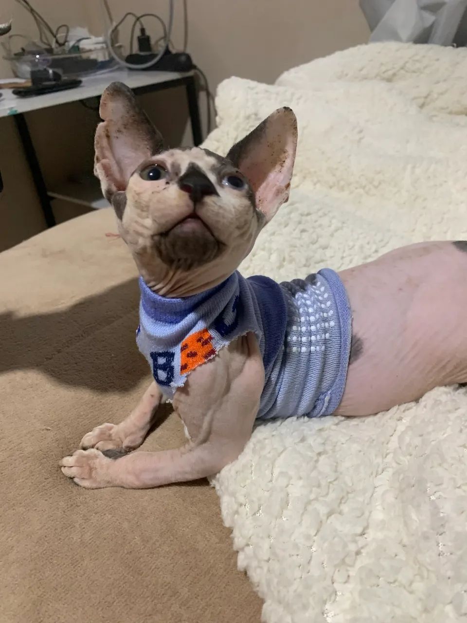 Sphynx filhote macho  2500